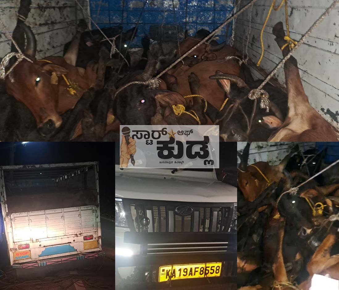 ಪುತ್ತೂರು: ವಾಹನದಲ್ಲಿ ಹಿಂಸಾತ್ಮಕವಾಗಿ ಸಾಗಿಸುತ್ತಿದ್ದ 10ಕ್ಕೂ ಹೆಚ್ಚು ಗೋವುಗಳ ರಕ್ಷಣೆ- ಭಜರಂಗದಳದ ಕಾರ್ಯಕರ್ತರ ಮಾಹಿತಿ ಮೇರೆಗೆ ಪೋಲಿಸರ ದಾಳಿ, ಆರೋಪಿಗಳು ವಶಕ್ಕೆ